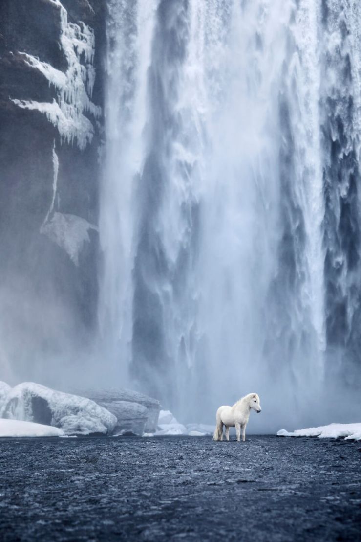 animal-photography-icelandic-horses-in-the-realm-of-legends-drew-doggett-8-5b5afbdc86a27__880